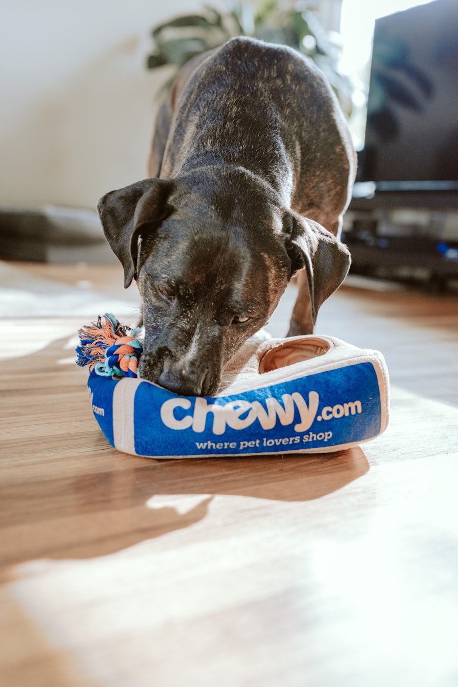 Chien heureux qui court dans un champ