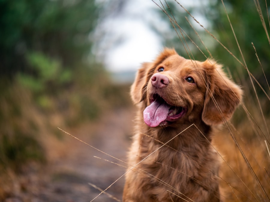 Travail de rappel avec un jeune chien